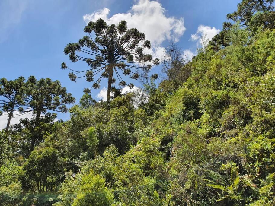 Campos do Jordão Casa Da Nanna Campos 빌라 외부 사진
